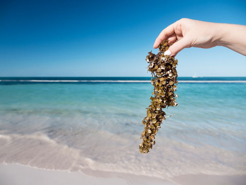 Low sargassum levels reported across Quintana Roo