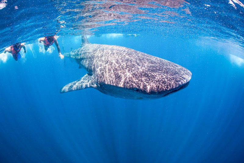  A GUIDE TO WHALE SHARK SEASON IN QUINTANA ROO