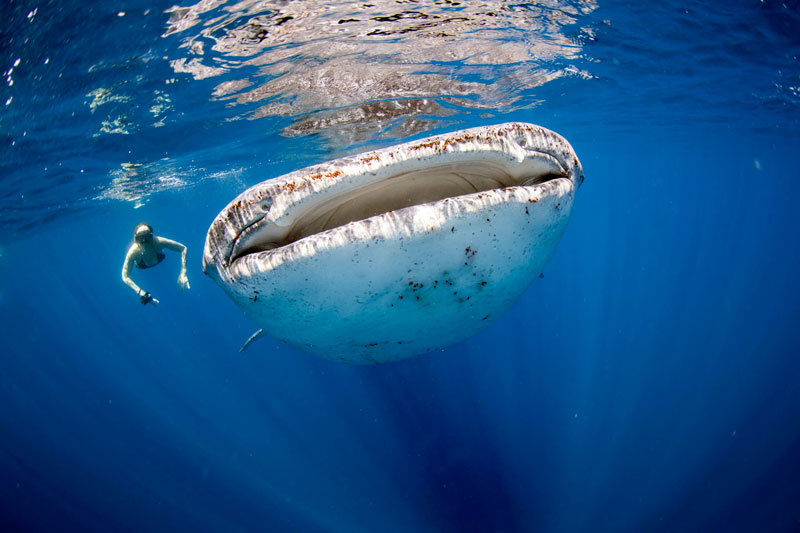  A GUIDE TO WHALE SHARK SEASON IN QUINTANA ROO