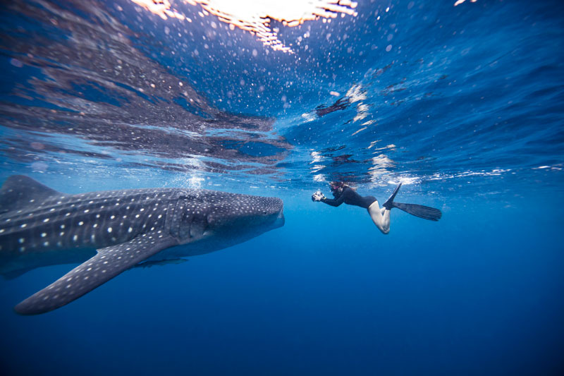  A GUIDE TO WHALE SHARK SEASON IN QUINTANA ROO